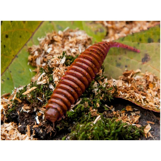 Naluca Fishup Tanta, 057 Bluegill, 6.1cm, 8buc/pac
