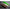 Naluca Fishup Trout Series Cheese Yochu, 4.3cm, Yellow, 8buc/pac