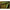 Naluca Fishup Trout Series Morio Cheese, 108 Cheese, 3.1cm, 12buc/pac