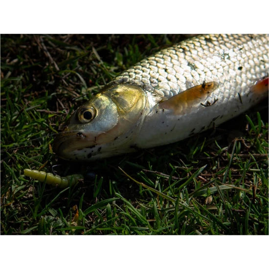 Naluca Fishup Trout Series Morio Cheese, 111 Hot Chartreuse, 3.1cm, 12buc/pac