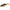 Naluca Mft Roach 8cm/pike - 4buc