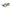 OCHELARI EYELEVEL SOARE REGULAR