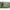Pantaloni Scurti Matrix Joggers Black Edition Grey/lime Marime M