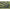 Pichet Telescopic Korum Leverage Banksticks Screw Point 30cm