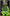 PORUMB ARTIFICIAL KORDA VERDE CITRUS 10BUC