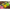 Porumb Artificial Slow Sinking Korda Maize Citrus Zing Lime 10buc/plic