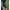 Pantaloni Fox Collection Jogger Short, Green, Masura Xxxl