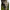 Pantaloni Fox Womens Camo Joggers, Marime M