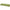 Penar Golden Catch G.carp Rig Box Large, 34.5x11.3x 3.6cm