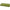 Penar Riguri Golden Catch, Medium, Green