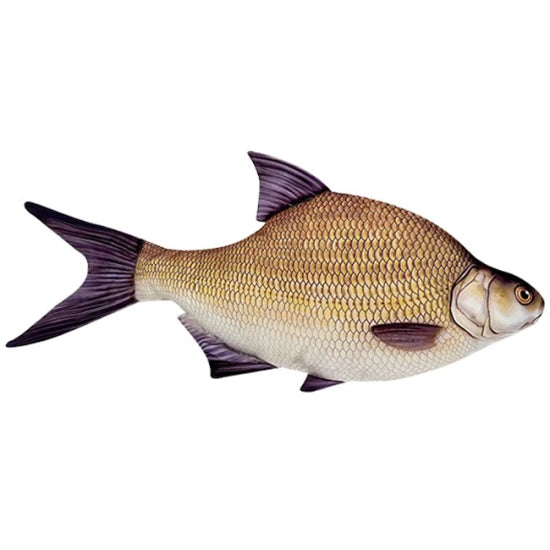 Perna In Forma De Platica 70cm