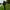 Pichet Fox Black Label Bankstick 18 Quick Release Powerpoint 45.72cm