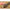 Plumb Korda Cog Flat Distance, 3oz/84g