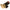 Pompa Spx-flow Impellerpumpe F4b-19 12v