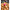 Porumb Flotant Fox Edges Essentials Pop Up Pink Corn, Large