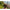 Prastie Nadire Korum Allrounder Groundbait Catapult