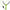 Prastie Sensas Competiton Maggot, Black Green