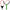 Prastie Sensas Competiton Sticky Maggot, Black Green