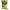 Pufuleti Carp Zoom Pufi-x Floating Corn Bait Mini, White, Garlic, 25g