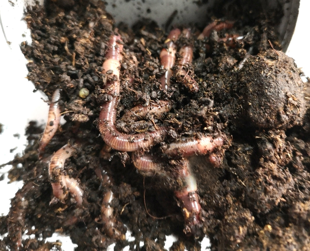Rame Sac 2,5Kg - Nr.4