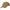 SAPCA BLASER ARGALI.2 OLIVE