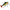 SHAD RAPTURE DANCER PERCH 60gr 161 16cm