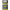 STARLITA VARF LANSETA FEEDER SPRO STARLETE NEON GREEN SIZE M