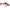 STORM LIVE KIKIN SHAD 03 8cm 7g