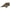 Saltea Primire Zeck Cat Mat 2.95x1.97m