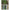 Set Naluci Gunki Tipsy Sxl Clear Water, 13cm, 60buc/pac