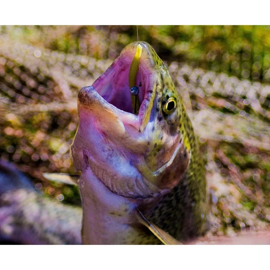 Shad Fishup Trout Series Scaly Cheese 7cm, Cheese, 10buc/pac