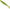 Shad Fast Strike Bionic Soft Perch, Lime Pepper, 5cm, 1g, 10buc/pac