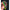Shad Fox Rage Zander Pro, Firetiger, 10cm