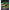Shad Fox Rage Zander Pro, Firetiger, 10cm