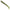 Shad Reins Rockvibe, Watermelon Seed, 3cm, 24buc/plic