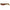 Shad Relax Kopyto 3 inch Print, 7.5cm  PRINT3-204 4 buc/plic