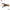 Shad Relax Rak (Crawfish) 1 Laminat 3.5cm S298 15buc/plic