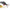 Swimbait Fox Rage Replicant Jointed, Young Perch Uv, 23cm/9inch, 130g