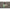 Swinger Carp Expert Multi Dynamic Swinger