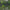 Teaser Nevis Bullet Head, 100g, Mov-roz-alb, 1buc/pac