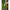 Tripod Selfie Korum