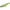 Vobler Jackall Dartrun 3.8cm/2,5g Endo Ie Glow