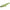 VOBLER JACKALL DARTRUN 3.8CM/2,5G ENDO IE GLOW