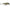 VOBLER RAPALA SCATTER RAP COUNTDOWN 7CM PEL