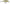 VOBLER RAPALA YP SHALLOW SHAD RAP