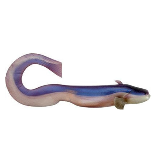 NALUCA BLACK CAT  BABY CAT PURPLE MOON 34GR 18 CM