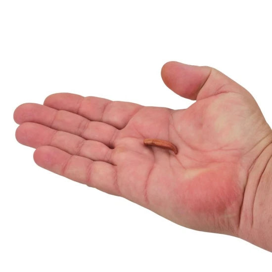 Viermi Artificiali Berkley Gulp Floating Pinched Crawler, Culoare Nightcrawler, 3cm, 14buc/pac