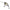 Vobler Berkley DEX Trencher, Baitfish, 4cm, 5g