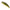Vobler Duo Spearhead Ryuki 50s, Mcc4084 Gold Yamame, 5cm, 4.5g