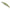 Vobler DUO Spearhead Ryuki 70S, MNI4047 Tennessee Shad, 7cm, 9g